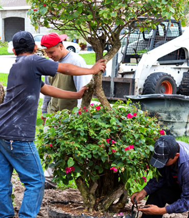 Plants and Trees Installed, Countryside Maintenance Lawn & Landscape