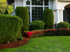 Plants and Trees Installed, Countryside Maintenance Lawn & Landscape