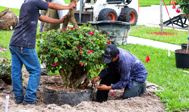 Plants and Tree Install