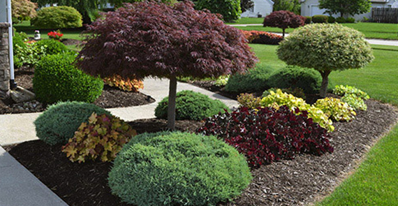 Planting Trees & Shrubs, Countryside Maintenance Lawn & Landscape