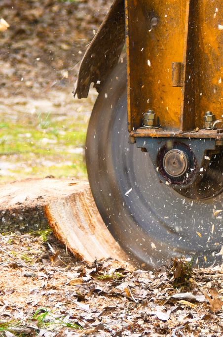 Tree Stump Grinding, Countryside Maintenance